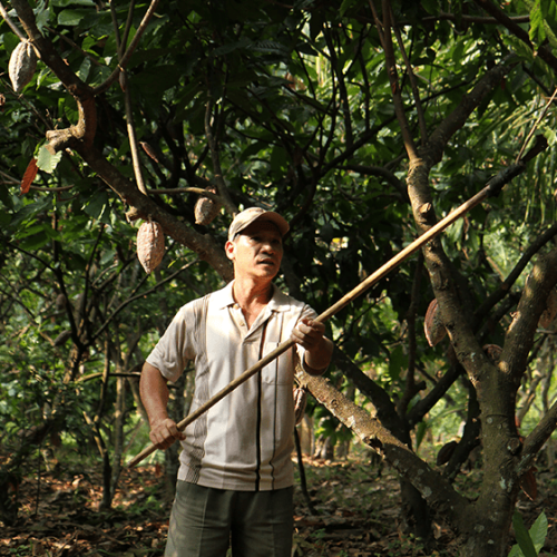 cacao-vietnam-2