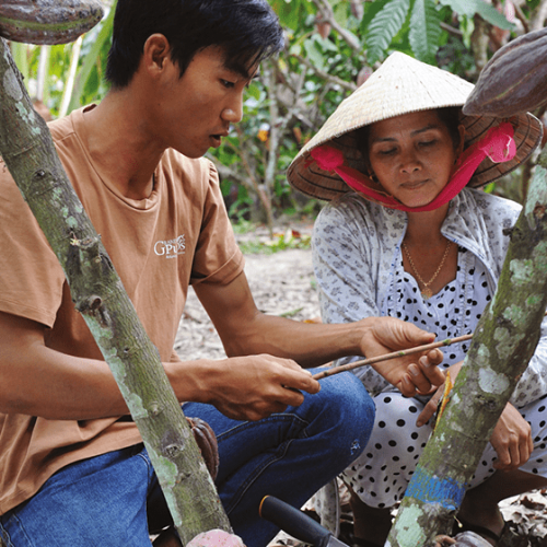 cacao-vietnam-4