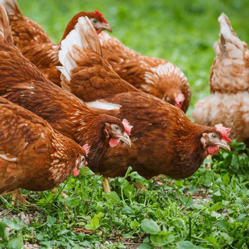 poules